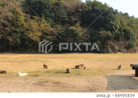 大久野島のうさぎ 68495839