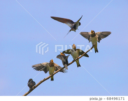 親鳥の帰りを待ちわびた小鳥たち 親鳥の帰りを待ちわびた小鳥たち 68496171