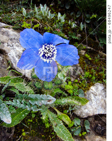 ブルーポピー 68496247