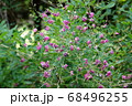 公園に咲くハギ（萩） 68496255
