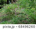 公園に咲くハギ（萩） 68496260