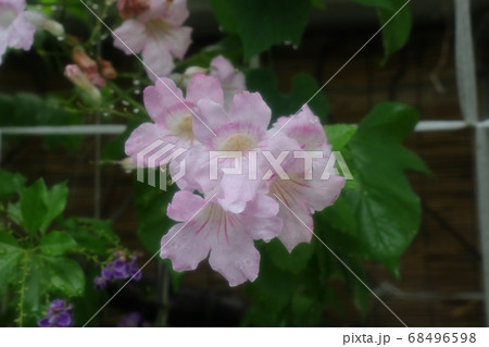木の花：ノウゼンカズラ：ウスピンク色 68496598