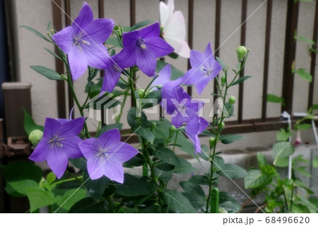 初夏の壇の花：桔梗：ききょう 68496620
