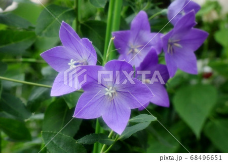 初夏の壇の花：桔梗：ききょう 68496651