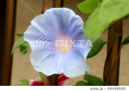 夏の花 あさがお 庭の花壇の写真素材