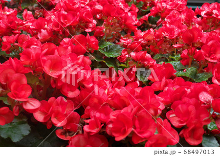 雨上がりのエラチオールベゴニア 68497013