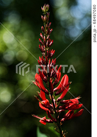 サンゴシトウの赤い花 サンゴシトウの赤い花 68497080