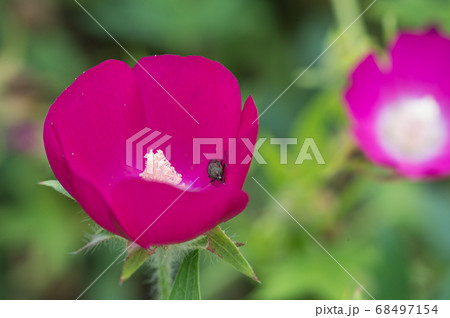 ポーチュラカと花アブ 68497154