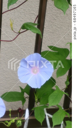 夏の花：あさがお：庭の花壇  68497165