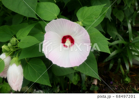 初夏の壇の花：酔芙蓉：すいふよう 68497201