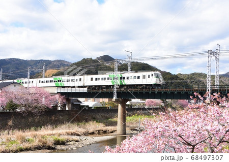 河津桜と河津川の鉄橋を渡る「特急 踊り子号」(館橋付近から撮影) 河津桜と河津川の鉄橋を渡る「特急 踊り子号」(館橋付近から撮影) 68497307