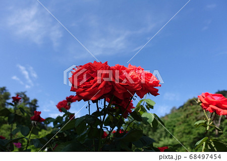 バラ　薔薇　ばら 68497454