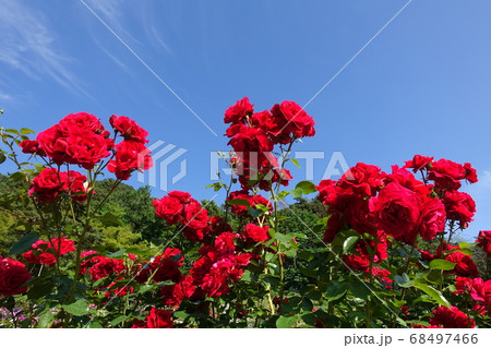 満開のバラ　薔薇　ばら 68497466
