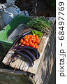 家庭菜園、夏野菜の収穫 68497769