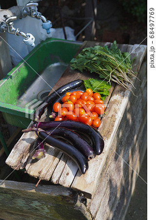 家庭菜園、夏野菜の収穫 家庭菜園、夏野菜の収穫 68497769