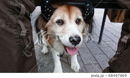 ハロウィンと愛犬 ハロウィンと愛犬 68497869