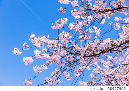 桜と青空 68497906