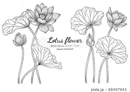 Lotus Flower And Leaf Hand Drawn Botanical のイラスト素材