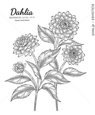 Set Of Dahlia Flower And Leaf Hand Drawn Botanicalのイラスト素材