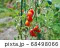 家庭菜園で収穫時を迎えたミニトマト 68498066