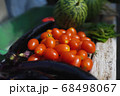 家庭菜園で収穫され、洗われたミニトマト 68498067