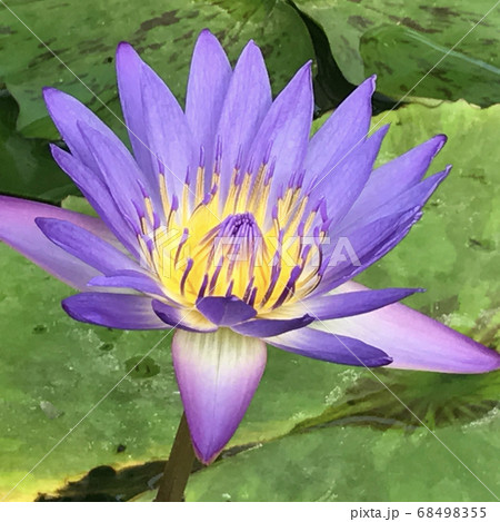 紫の睡蓮　水辺の花 68498355