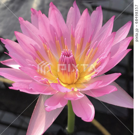 ピンクの睡蓮　水辺の花 68498357