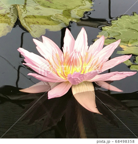 薄ピンクの睡蓮 水辺の花 薄ピンクの睡蓮 水辺の花 68498358