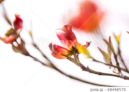 春が訪れピンク色のハナミズキの光景【花・植物】 68498570