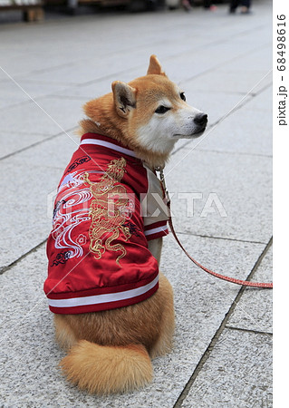 ジャンパーを着たかわいい柴犬の写真素材 ジャンパーを着たかわいい柴犬の写真素材