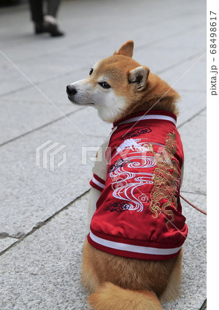 ジャンパーを着たかわいい柴犬の写真素材