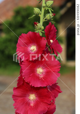 庭の花壇に咲くタチアオイの赤い花 68499082