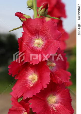 庭の花壇に咲くタチアオイの赤い花の写真素材