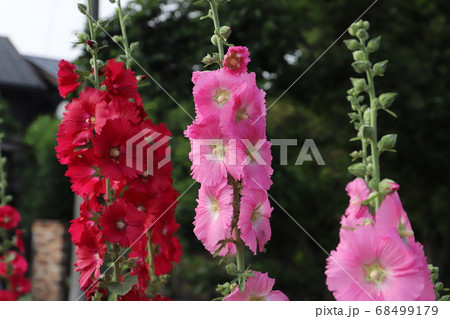 庭の花壇に咲くタチアオイのピンクと赤の花の写真素材