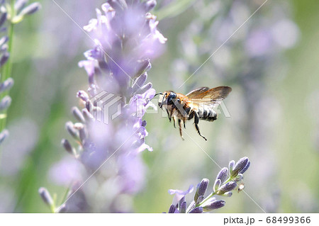 香る風と軽快な羽音　ラベンダー畑に来たミツバチ 68499366