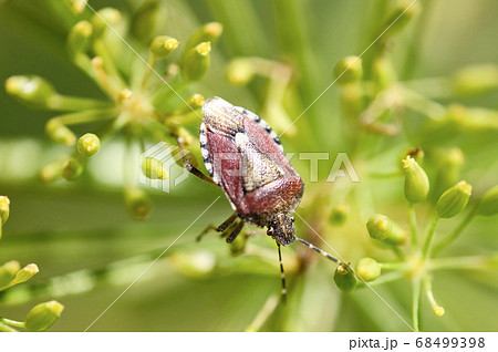背中に三角模様　ディルの茎によくいるブチヒゲカメムシ 68499398