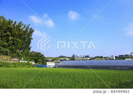 横浜市戸塚区舞岡公園(夏・秋)原風景(水田・稲作) 横浜市戸塚区舞岡公園(夏・秋)原風景(水田・稲作) 68499902