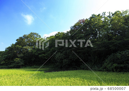 横浜市戸塚区舞岡公園(夏・秋)原風景(水田・稲作) 横浜市戸塚区舞岡公園(夏・秋)原風景(水田・稲作) 68500007