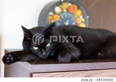 不満げにこちらを見つめる黒猫 68500088