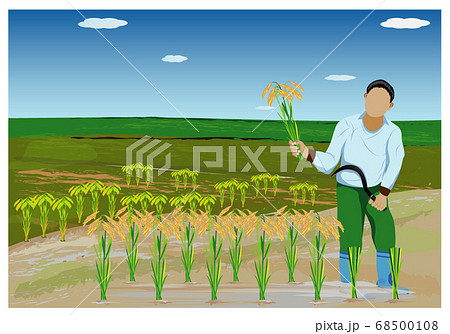 farmer harvest rice vector design farmer harvest rice vector design 68500108