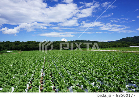 収穫間近の白菜畑と野辺山宇宙電波観測所のパラボラアンテナを望む野辺山高原の風景 68500177