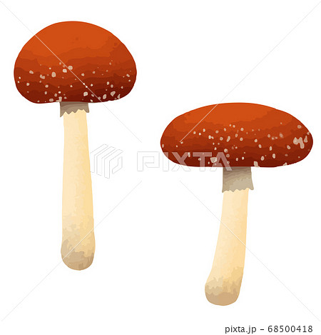 きのこのイラストのイラスト素材