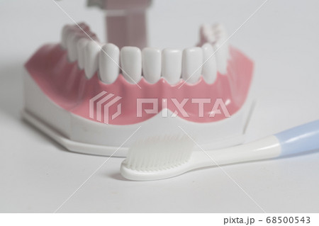 Teeth human model with white toothbrush. Teeth human model with white toothbrush. 68500543