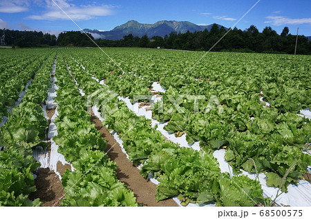 レタス畑と八ヶ岳が夏空に映える野辺山高原の風景 68500575