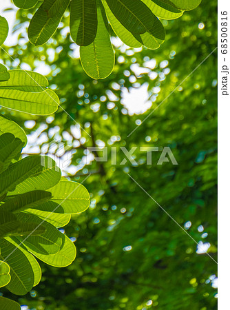 Fresh light green tree leave bokeh background Fresh light green tree leave bokeh background 68500816