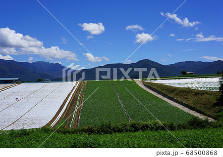 高原野菜の収穫期を迎えた野辺山高原の風景 高原野菜の収穫期を迎えた野辺山高原の風景 68500868