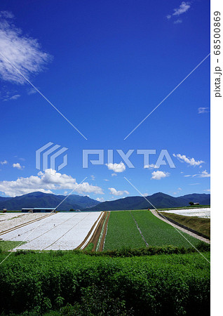 高原野菜の収穫期を迎えた野辺山高原の風景 68500869