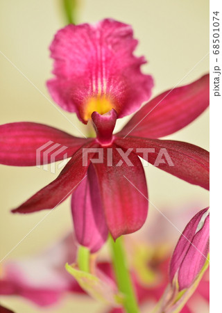 広島県植物園の熱帯植物(花) 広島県植物園の熱帯植物(花) 68501074