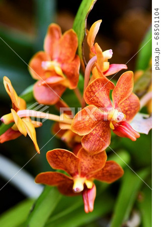 広島県植物園の熱帯植物(花) 広島県植物園の熱帯植物(花) 68501104