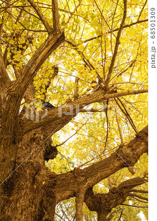 祖父江のイチョウ 68501309